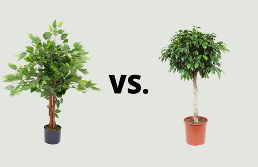 Kunstplanten vs. Echte planten