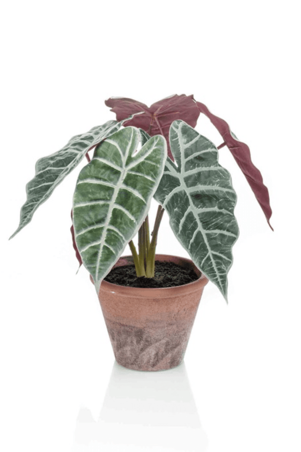 Kunst Alocasia 29cm