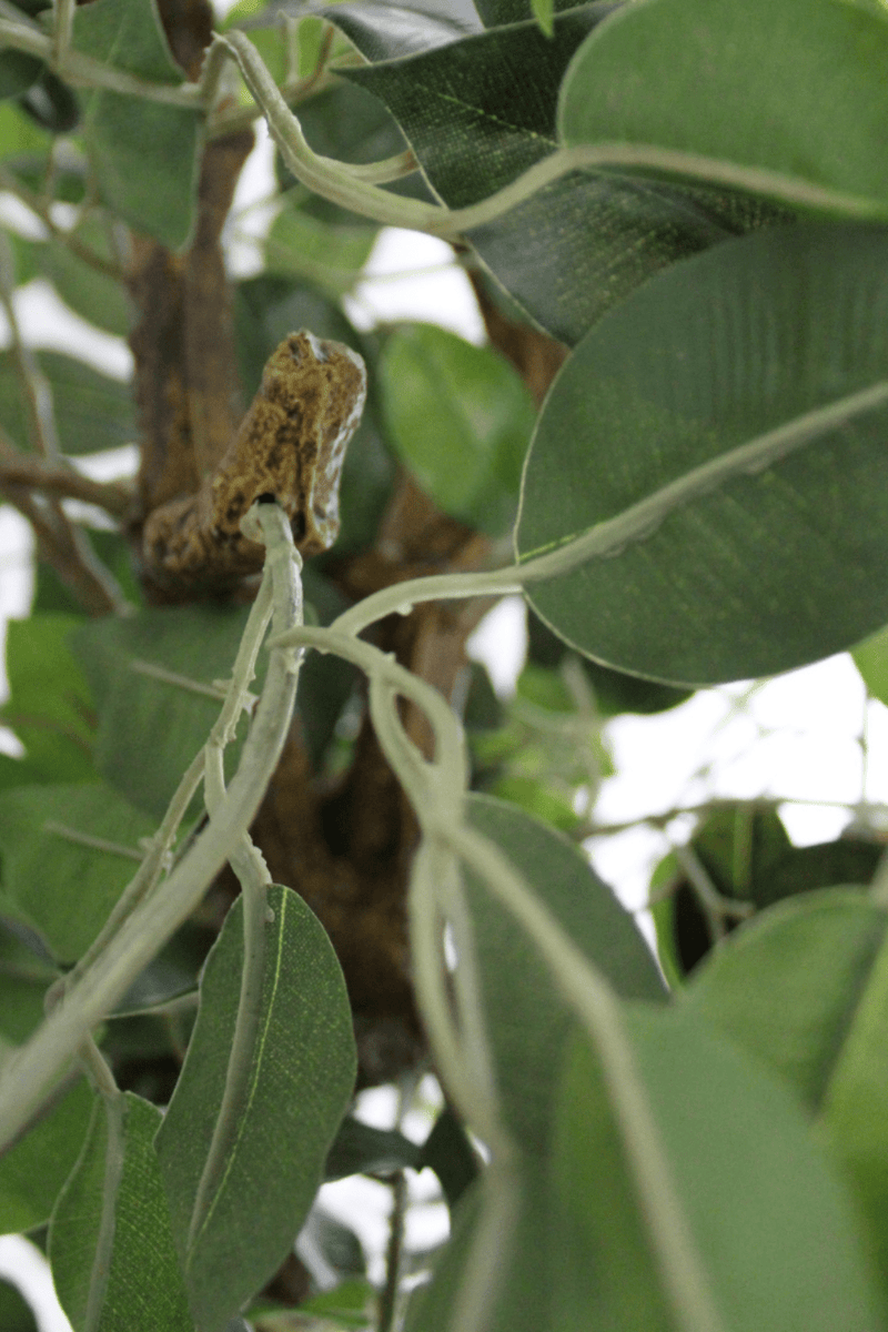 bladeren Ficus Kunstboom 100cm