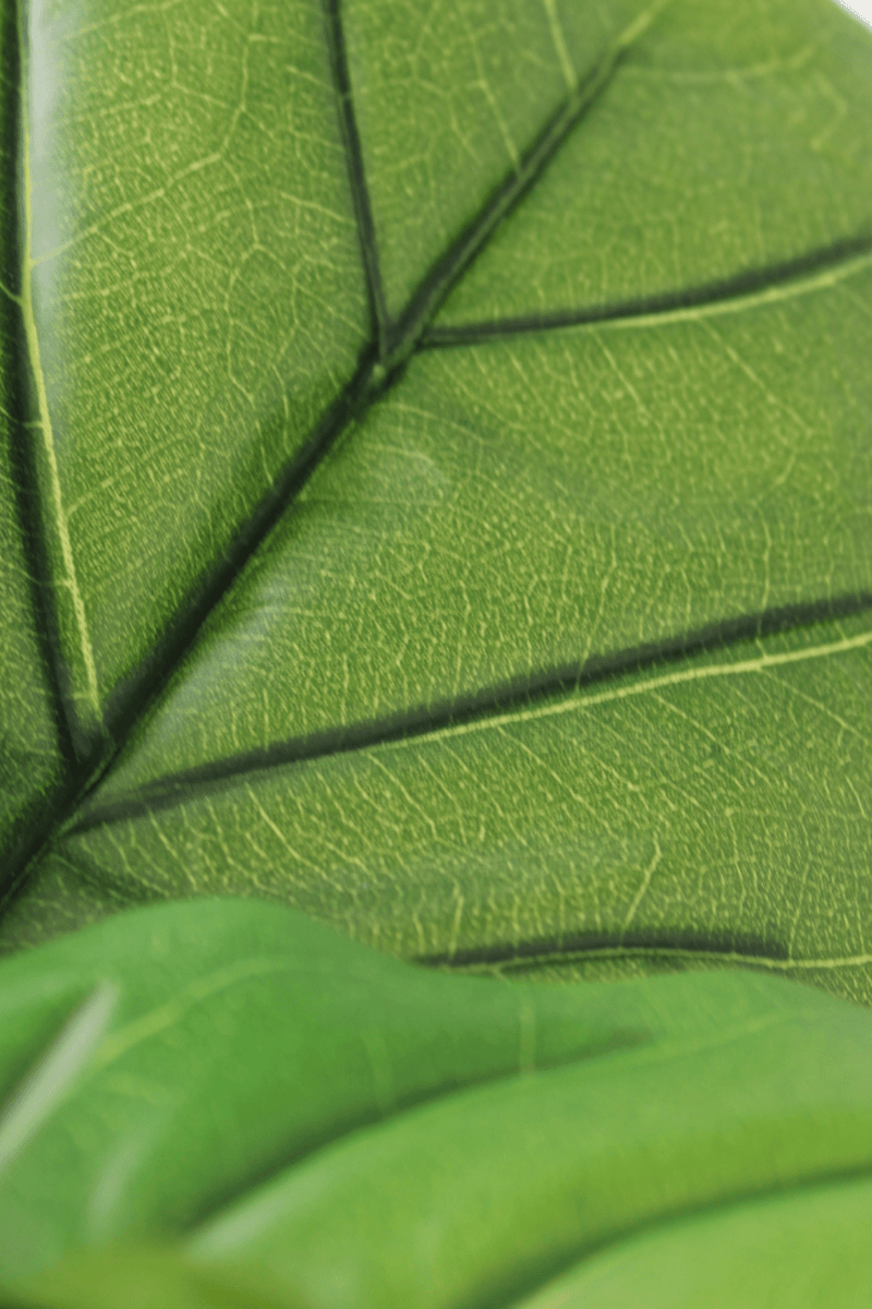 details blad Ficus Kunstplant 60cm