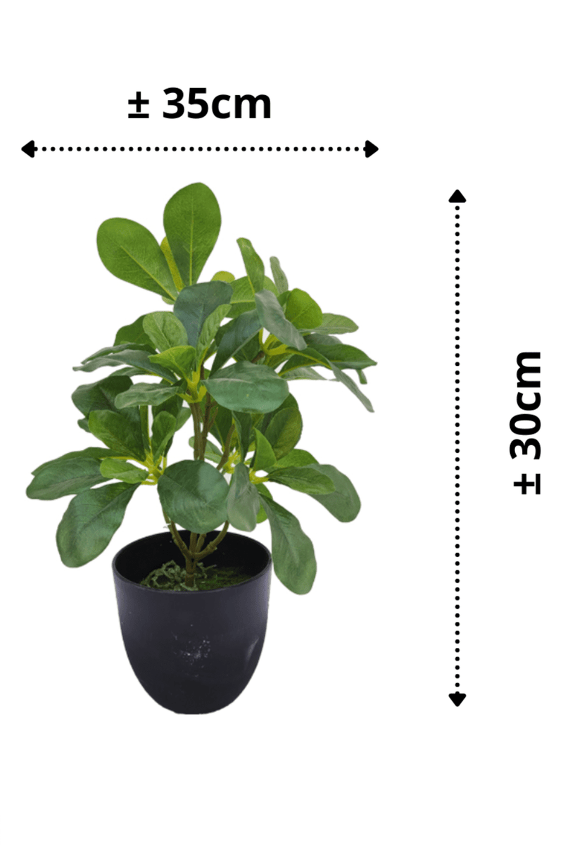 Schefflera Kunstplant 30cm