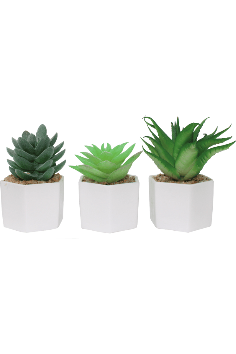 Vetplant Succulent Assorti B